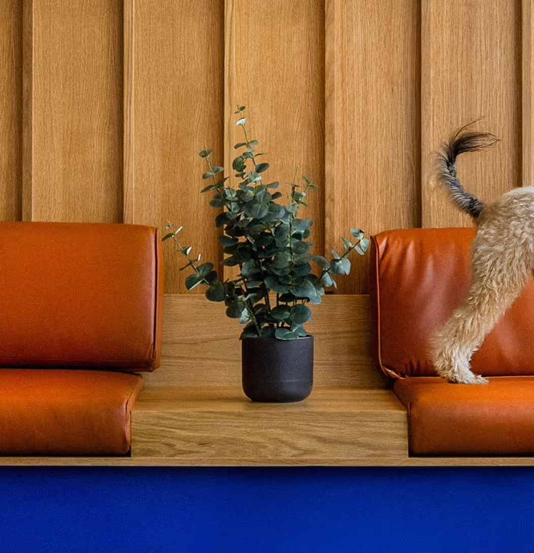 A potted green plant on a wooden bench between two orange cushioned seats, with the rear half of a small fluffy dog on the right seat.