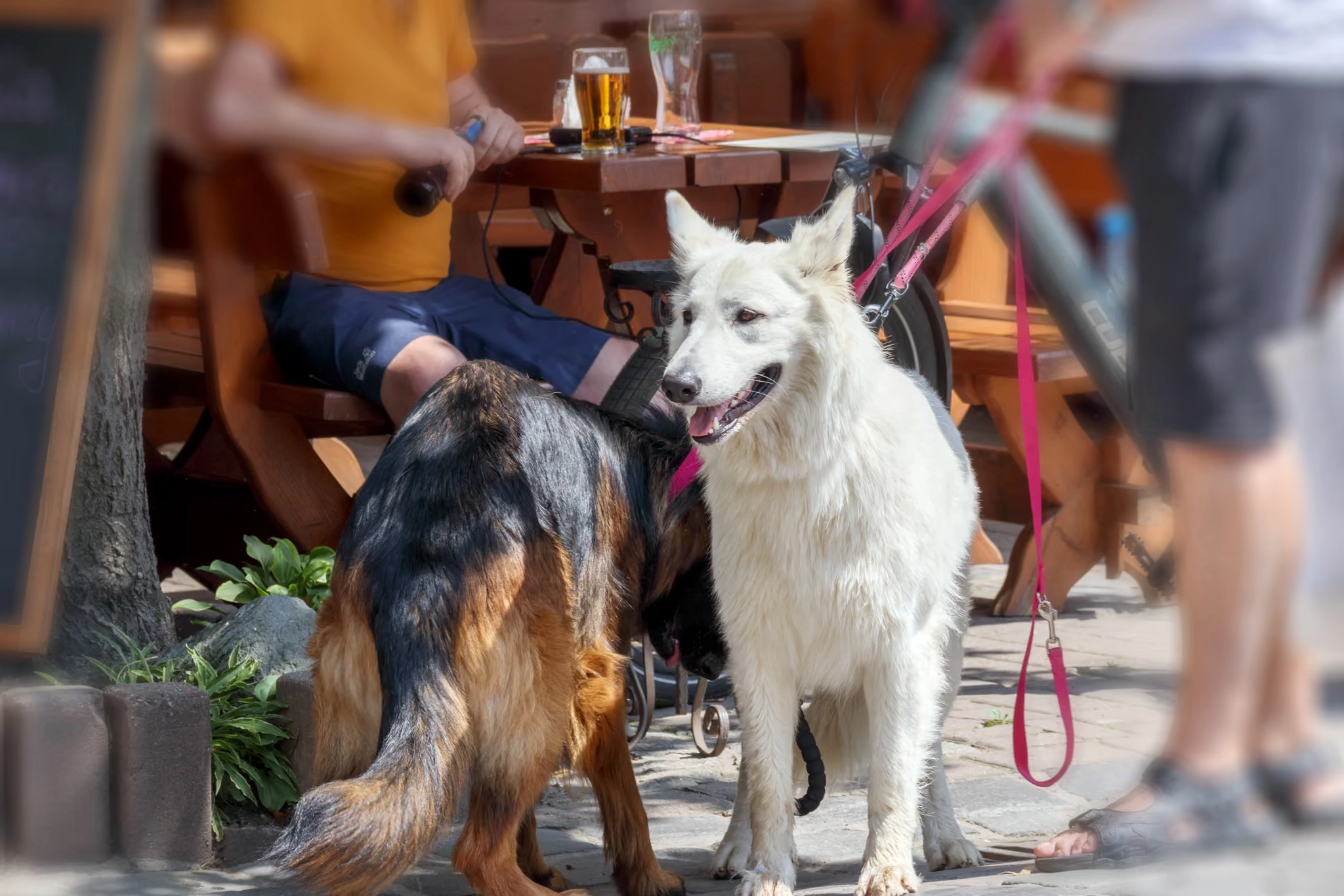 A white dog and a dark dog on a brewery patio with people standing behind them
