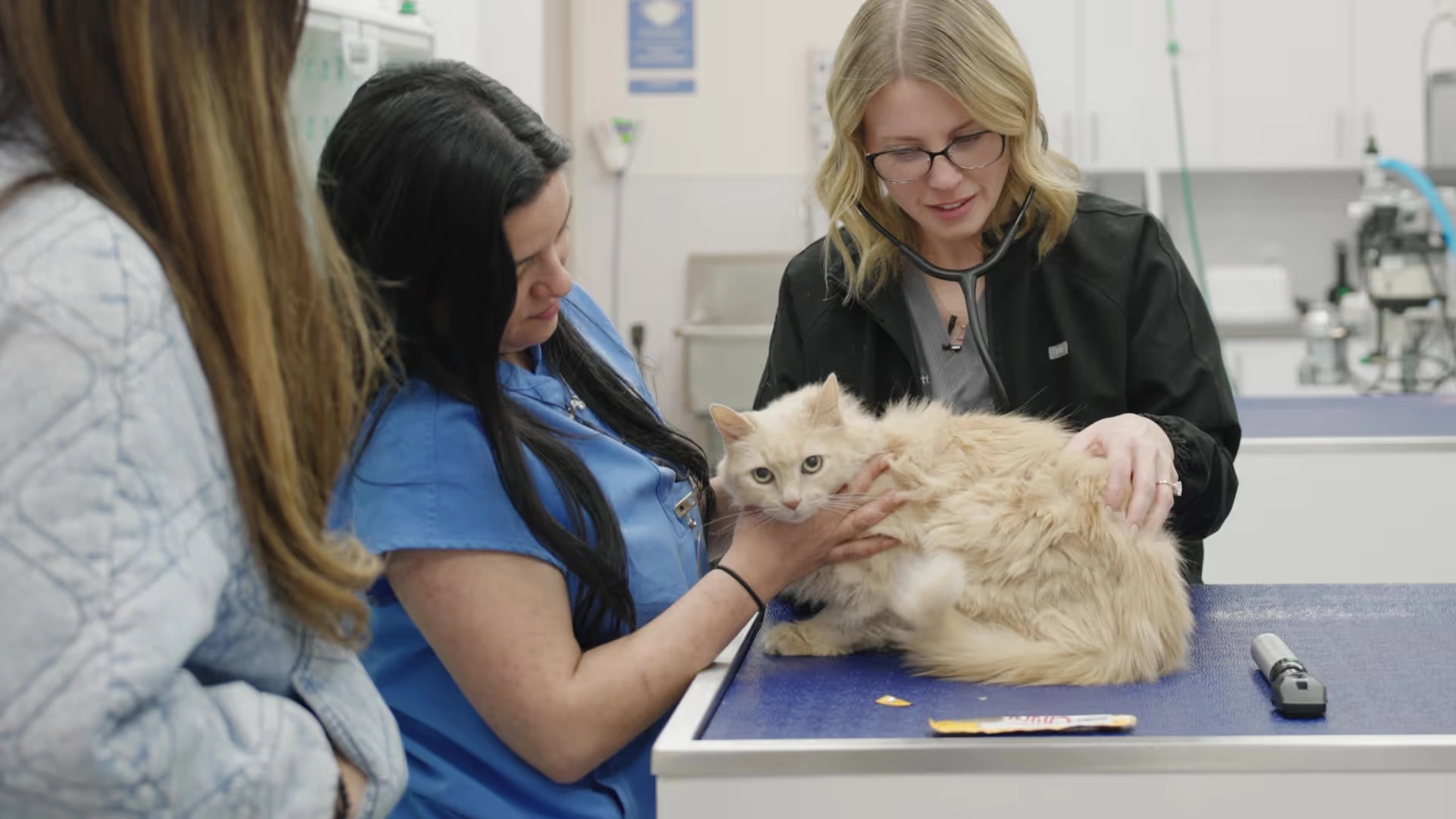 Two veterinary staff in scrubs examining a cream-colored cat on a blue exam table