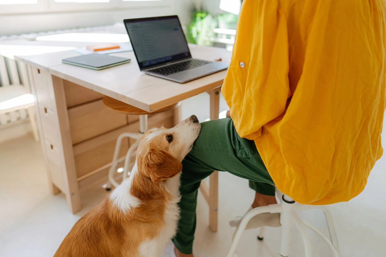 A dog looking up beside a person seated at a desk with a laptop