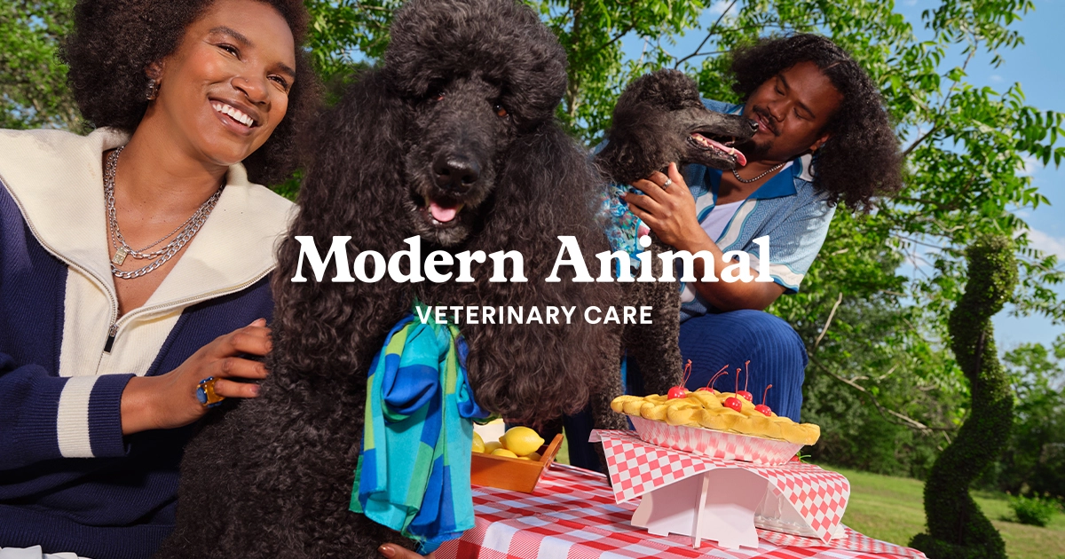 Two women and two standard poodles at a picnic table, with the modernanimal logo across the picture